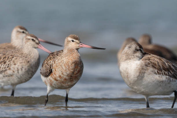 istock Bar-tailed Godwit - Limosa lapponica 1212106297