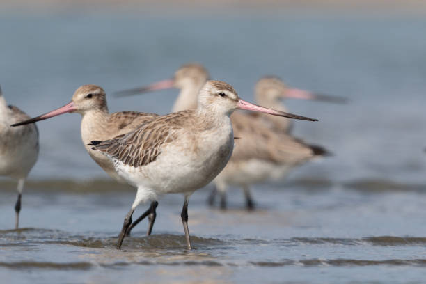istock Bar-tailed Godwit - Limosa lapponica 1212106813
