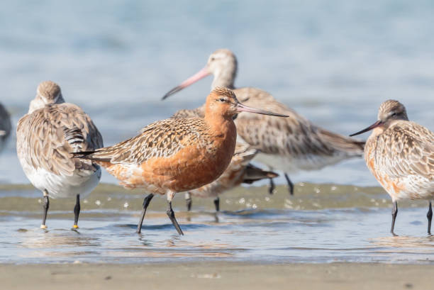 istock Bar-tailed Godwit - Limosa lapponica 1212106841