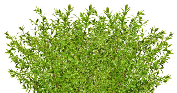 istock Green privet isolated on white background 1212107779
