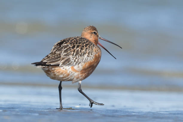 istock Bar-tailed Godwit - Limosa lapponica 1212107902