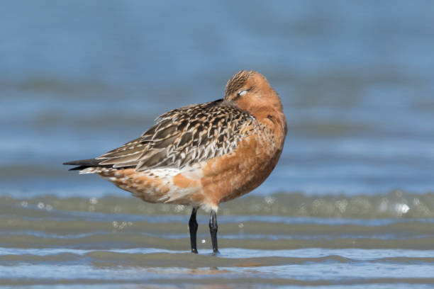 istock Bar-tailed Godwit - Limosa lapponica 1212107924