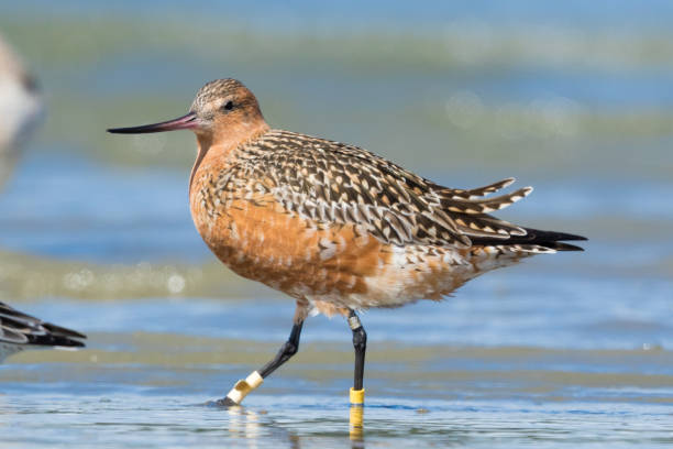 istock Bar-tailed Godwit - Limosa lapponica 1212107928