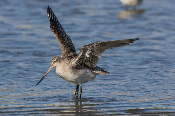 istock Bar-tailed Godwit - Limosa lapponica 1212107984