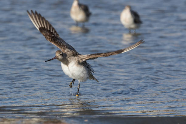 istock Bar-tailed Godwit - Limosa lapponica 1212107992