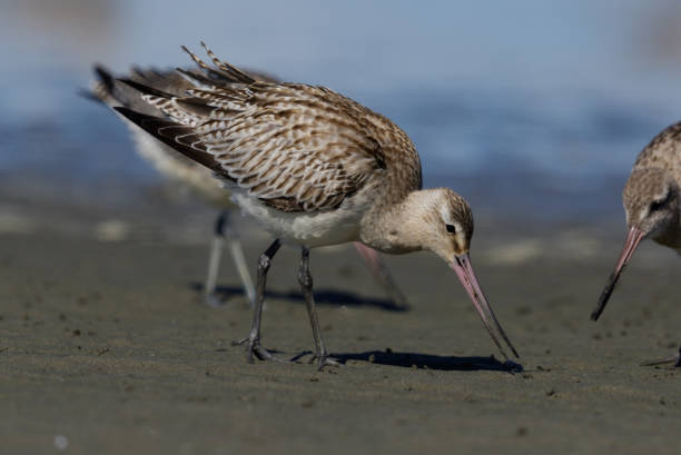 istock Bar-tailed Godwit - Limosa lapponica 1212108007