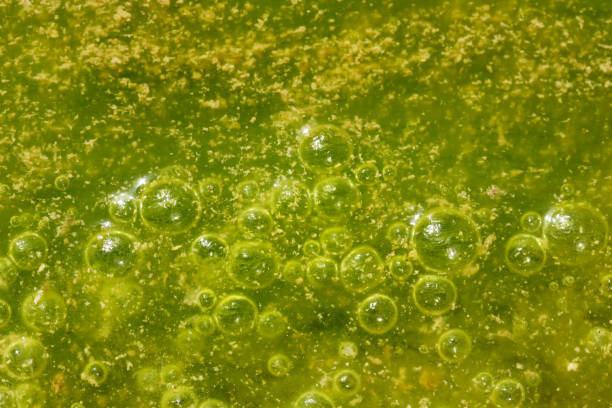 Green and yellow colors. Polluted water with algae.
