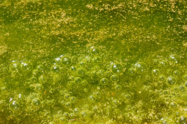 cores verde e amarelo. água poluída com algas. - algae slimy green water - fotografias e filmes do acervo