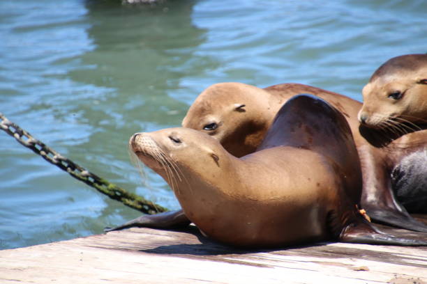istock Playful sea lions on wooden dock. 1212108895