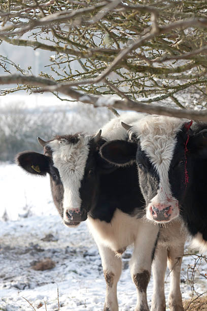 istock Winter takes it toll 121211195