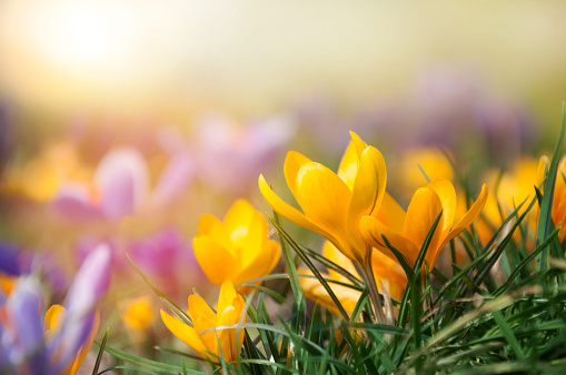 Beautiful tiny blooming yellow, white and pink crocuses on a flowerbed in a city park in the rays of sunlight. Selective focus. The first spring flowers.