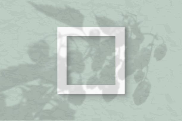 istock The square frame on a pastel green wall background. Mockup overlay with the plant shadows. Natural light casts shadows from the tops of field plants and flowers. Flat lay, top view 1212115780