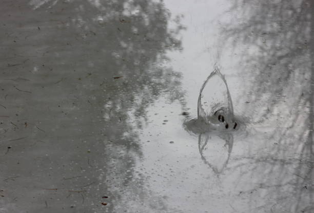 istock a splash of water from a fallen cone on the surface of a spring stream in a forest with reflected trees 1212116466