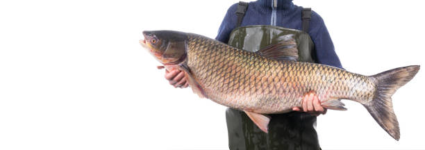 istock Fisherman holds a 14 kilogram white grass carp caught in a river isolated on a white 1212116503
