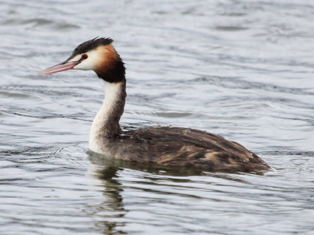 istock Great Crested Grebe - Podiceps cristatus 1212117788