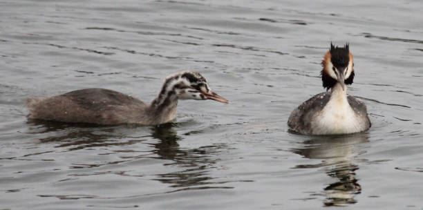 istock Great Crested Grebe - Podiceps cristatus 1212117816