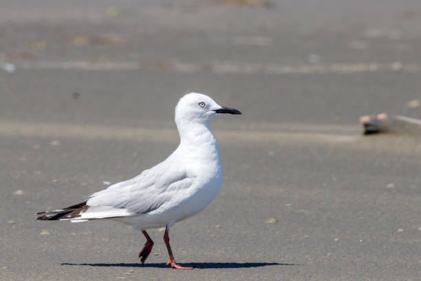 istock Black-billed Gull - Chroicocephalus bulleri 1212118591