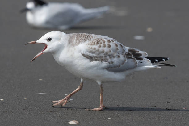 istock Black-billed Gull - Chroicocephalus bulleri 1212118614