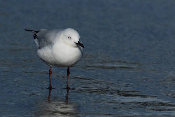 istock Black-billed Gull - Chroicocephalus bulleri 1212118668