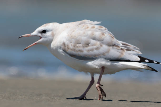 istock Black-billed Gull - Chroicocephalus bulleri 1212118777