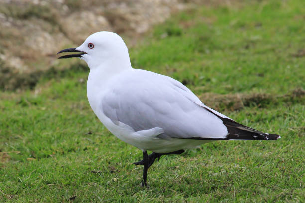 istock Black-billed Gull - Chroicocephalus bulleri 1212118788
