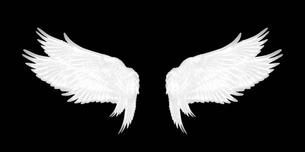 istock White wings of bird on black background 1212118820