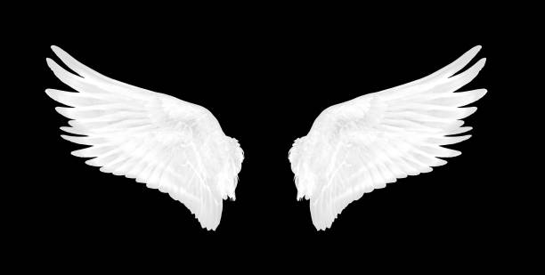 istock White wings of bird on black background 1212118824
