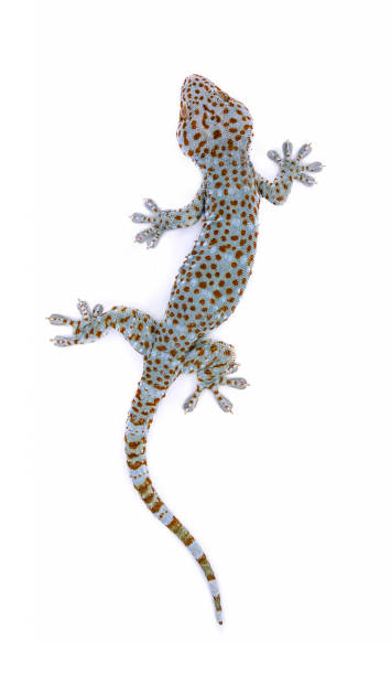 istock Tokay,Gecko,Calling gecko isolated on white background 1212118835