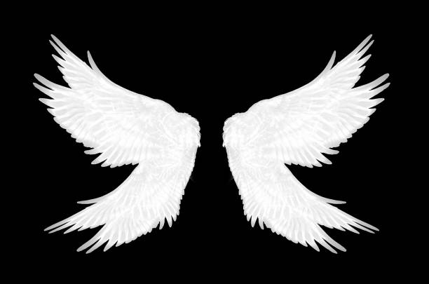istock White wings of bird on black background 1212118902