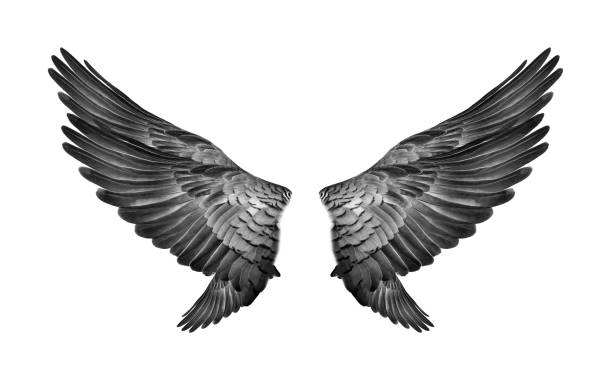 istock Wings of bird isolated on white background 1212118912