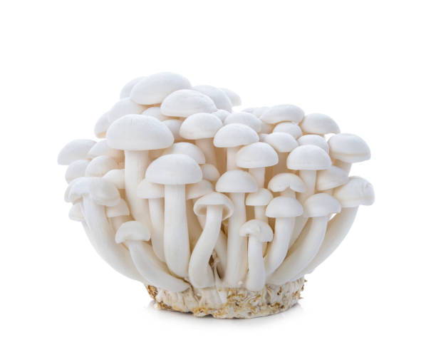 흰색 배경에 고립 된 비치 버섯 - 만가닥 버섯 뉴스 사진 이미지