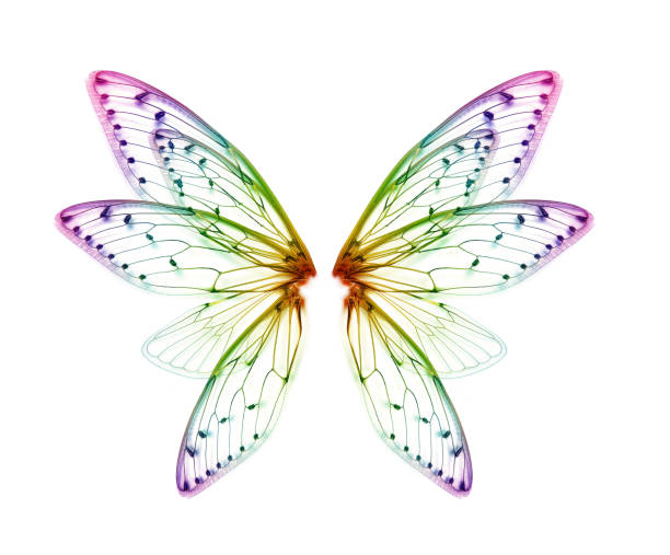흰색 배경에 곤충 매미의 날개 - 5943 뉴스 사진 이미지