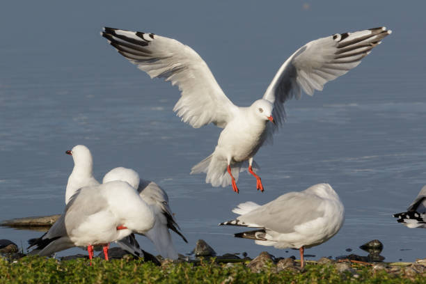 istock Red-billed Gull - Chroicocephalus novaehollandiae scopulinus 1212119062