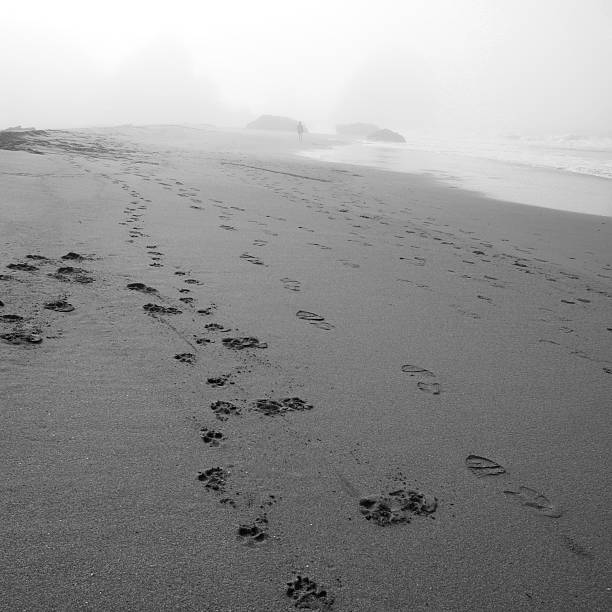 Beach with dog and human footprints stock photo
