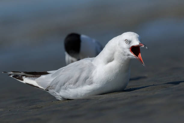 istock Red-billed Gull - Chroicocephalus novaehollandiae scopulinus 1212119855
