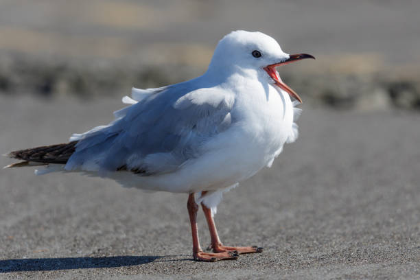 istock Red-billed Gull - Chroicocephalus novaehollandiae scopulinus 1212120178