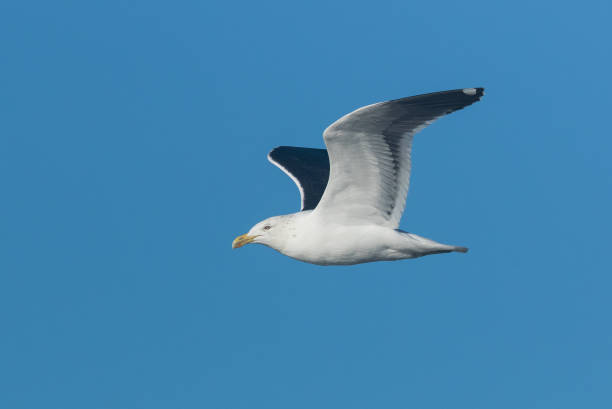 istock Southern Black-backed Gull - Larus dominicanus 1212120310