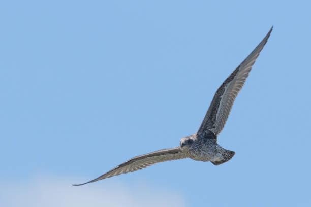 istock Southern Black-backed Gull - Larus dominicanus 1212120312