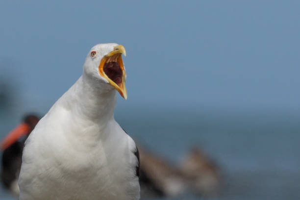 istock Southern Black-backed Gull - Larus dominicanus 1212120341