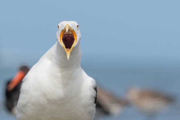 istock Southern Black-backed Gull - Larus dominicanus 1212120353