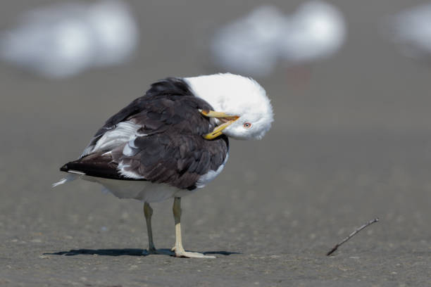 istock Southern Black-backed Gull - Larus dominicanus 1212120396