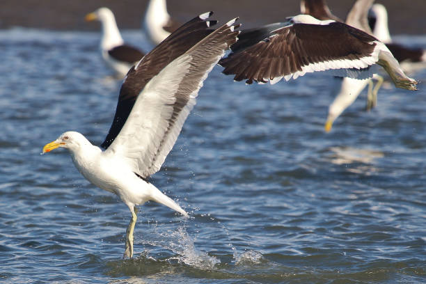 istock Southern Black-backed Gull - Larus dominicanus 1212120759