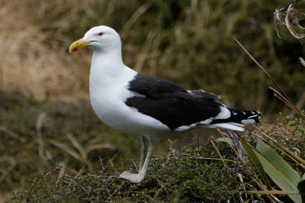 istock Southern Black-backed Gull - Larus dominicanus 1212120923