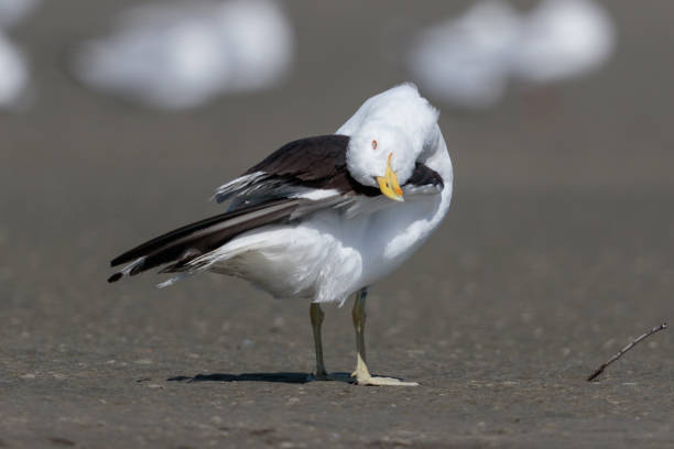istock Southern Black-backed Gull - Larus dominicanus 1212120925