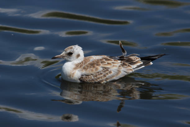 istock Black-headed Gull - Chroicocephalus ridibundus 1212121089