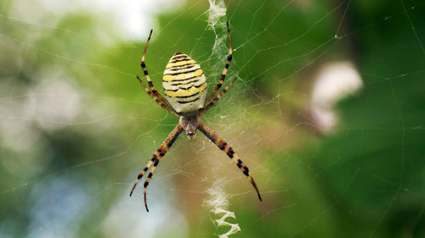 istock Spider close-up on a green background 1212122456