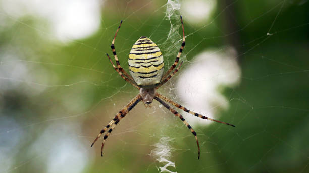 istock Spider close-up on a green background 1212122462