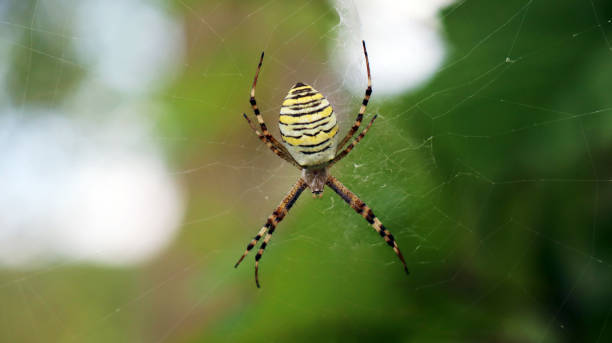 istock Spider close-up on a green background 1212122464