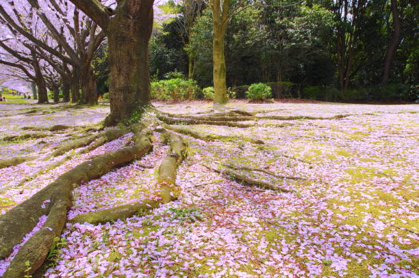istock Landscape of cherry blossoms. 1212123126