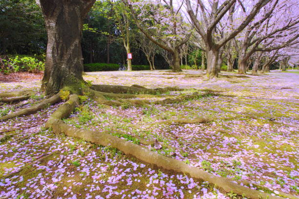 istock Landscape of cherry blossoms. 1212123132